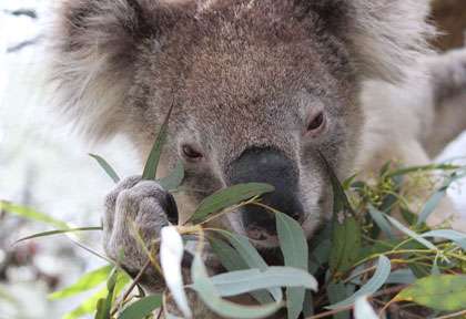 Koala qui mange de l'eucalyptus
