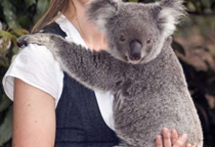 Brisbane - Lone Pine Koala