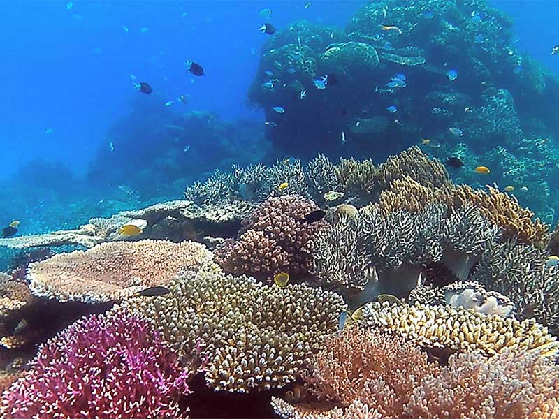 Коралловые рифы описание. Коралловый Барьерный риф. Большой Барьерный риф заповедник. Большой Барьерный риф биоценоз. Внутрилагунные рифы.