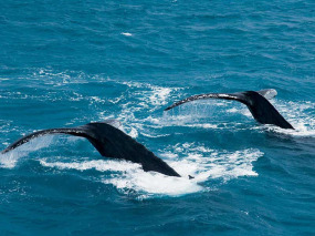 Australie - Fraser Island - Circuit découverte des baleines à Fraser Island  © Tourism Queensland