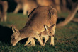 Australie - Cape Otway - Great Ocean Ecolodge - Kangourous © Tourism Victoria