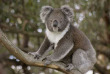 Australie - Cape Otway - Great Ocean Ecolodge - Koala © Chris Hillard