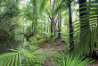 Australie - Cape Tribulation - Daintree Wilderness Lodge - Daintree Rainforest