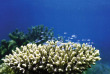 Australie - Exmouth - Sal Salis Ningaloo Reef