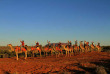 Australie - Northern Territory - Ayers Rock - Excursion en chameau