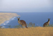 Australie - Adelaide - Kangaroo Island en 4x4 et ferry - Kangourous