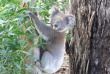 Australie - Adelaide - Circuit 2j/1n à Kangaroo Island - Koala