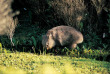 Australie -Victoria - Excursion à Wilson's Promontory, wombat