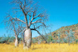 Australie - Western Australia - Baobabs