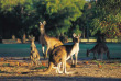 Australie - Western Australia - Kangourou dans le sud