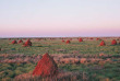 Australie - Western Australia - Termitières près de Onslow © Col Roberts