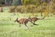 Australie - Circuit Australie essentielle - Kangourous © SATC