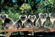 Australie - Circuit Aussie Highlights - Koalas © Tourism Australia