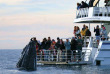 Australie - Hervey Bay - Excursion Observation des baleines