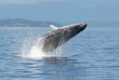 Australie - Circuit Le Best of de l'Australie - Port Douglas - Thala Beach Nature Reserve - Baleine ©Robert Prettejohn
