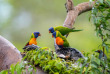 Australie - Circuit Le Best of de l'Australie - Port Douglas - Thala Beach Nature Reserve - Oiseau Lorikeets