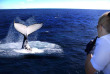 Australie - Brisbane - Observation des baleines
