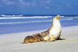 Australie - Kangaroo Island - Seal Bay © Tourism Australia, Richard Powers