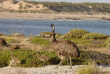 Australie - Australie du Sud - Innes NP © South Australian Tourism Commission, Adam Bruzzone