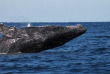 Australie - Queensland - Croisière Nager avec les baleines à Mooloolaba