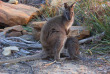 Australie - Tasmanie - Freycinet Resort
