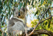 Australie - Victoria - Wildlife Australia Tours - Circuit 2 jours Great Ocean Road & Parc national des Grampians au départ de Melbourne