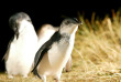 Australie - Victoria - Phillip Island - Les Pingouins de Phillip Island les yeux dans les yeux !