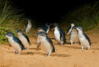 Australie - Phillip Island - Great Southern Escapes - Excursion Randonnée, vie sauvage et parade des manchots