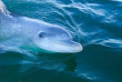 Australie - Victoria - Queenscliff - Nage avec les dauphins et otaries