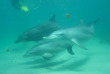Australie - Western Australia - Croisière à la rencontre des dauphins © Rockingham Wild Encounters