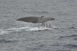 Australie - Western Australia - Augusta - Naturaliste Charters - Croisière observation des baleines