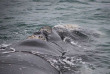 Australie - Western Australia - Albany - Naturaliste Charters - Croisière observation des baleines