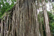 Australie - Cairns - Excursion en forêt tropicale - Curtain Fig Tree