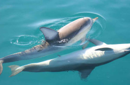 Australie - Adelaide - Excursion Observation et baignade avec les dauphins
