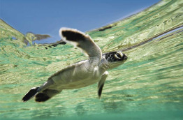 Australie - Queensland - Lady Elliot Island - Naissance des tortues en saison  © Tourism & Events Queensland