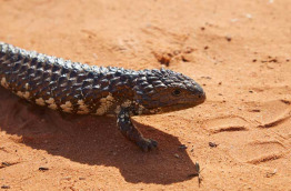 Australie - New South Wales - Découvrir Broken Hill et les parcs nationaux ©Destination New South Wales