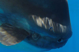 Australie - Western Australia - Dunsborough - Naturaliste Charters - Croisière observation des baleines