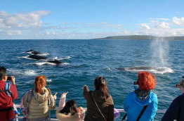 Australie - Western Australia - Augusta - Naturaliste Charters - Croisière observation des baleines