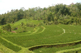 Indonésie - Bali - Les rizières de Jati Luwih