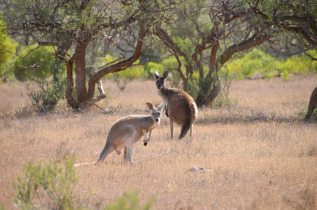 Australie - Gawler Ranges Wilderness Safaris
