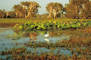 Australie - Northern Territory - Parc national de Kakadu - Yellow Water