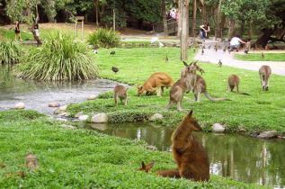 Australie - Cairns - Safari 3j - Forêt tropicale