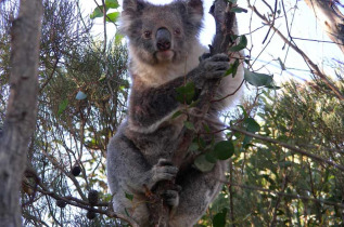 Australie - Adelaide - Kangaroo Island en 4x4 et ferry - Koala