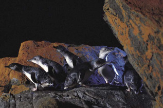 Australie - South Australia - Kandaroo Island - Pingouins