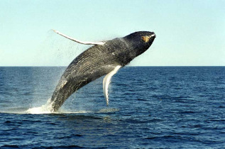 Australie - Sydney - Croisière Whale Watching