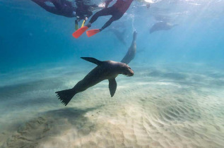 Australie - Victoria - Queenscliff - Nage avec les dauphins et otaries