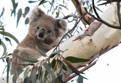 Australie - Melbourne - Excursion Koalas & Kangourous in the Wild - Koala