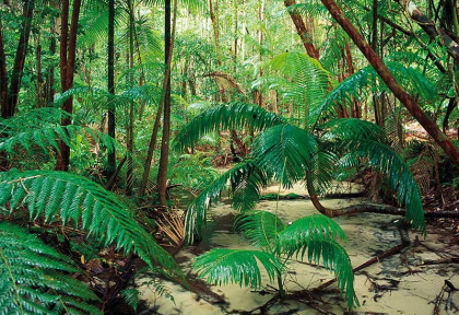 Australie - Fraser Island - Wanggoolba Creek © Tourism Queensland, Peter Lik