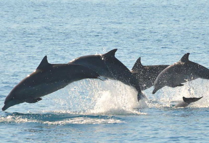 Australie - Hervey Bay - Croisière Blue Dolphin Marine Tours - Observation des dauphins