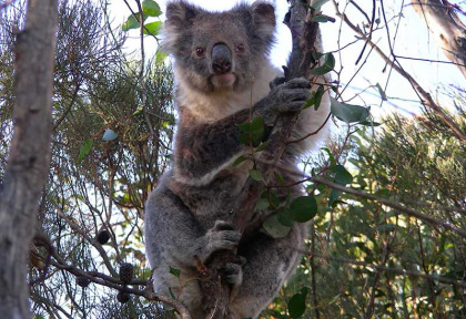 Australie - South Australia - Kangaroo Island - Découverte de la faune
